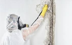 Mold Remediation for Vacation Homes in Perth Amboy, NJ